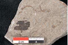 Foto (Detailansicht) von Plantae indet.  (NHMW-GEO-2024-0188-6678)